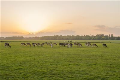 Damwild in der Morgendämmerung